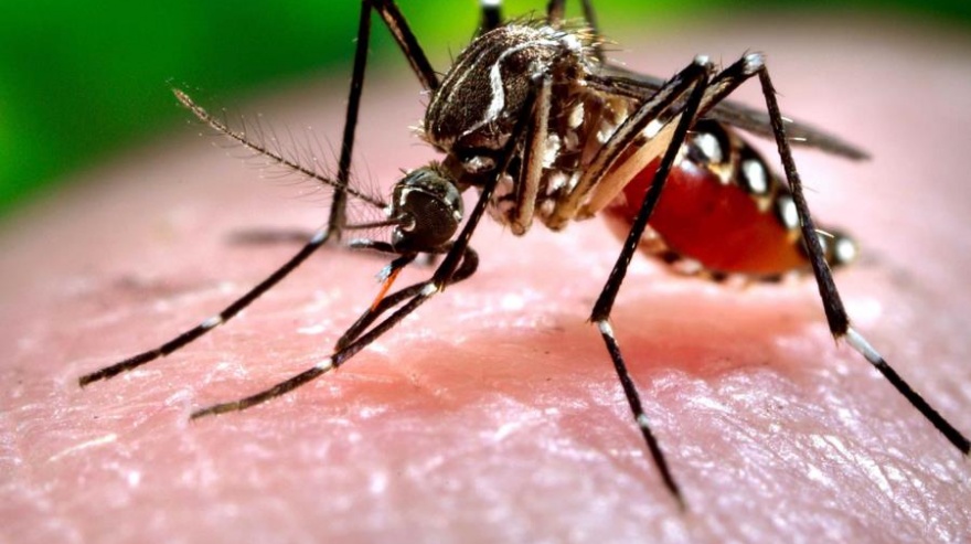 Investigadores aseguran que este año aumentaría el riesgo de contraer Dengue en territorio bonaerense