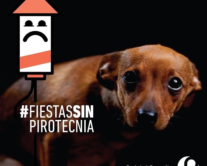 Campaña en contra de la pirotecniaKylo, el perro que desapareció hace un año, y lo siguen buscando