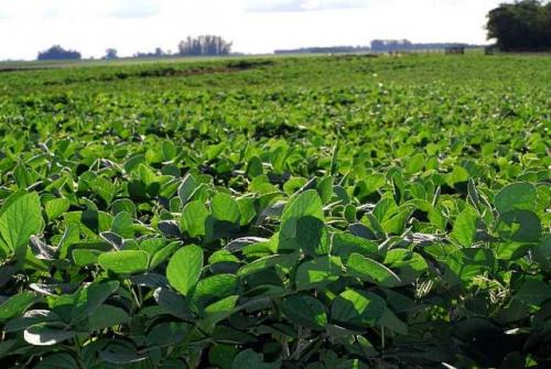GramosEl precio internacional de la soja vuelve a superar los US$ 600 por tonelada