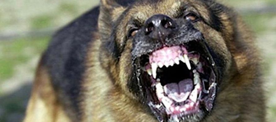 En UshuaiaMultan a quienes dejen sus perros en la vía pública