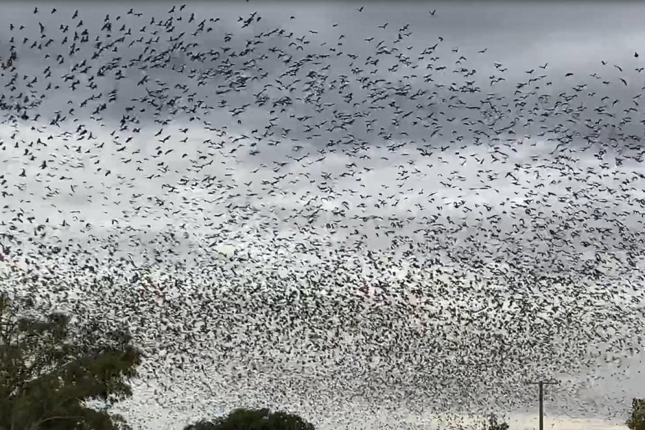 ¿Consecuencias del cambio climático?Insólita invasión de cientos de miles de murciélagos en un pueblo de Australia
