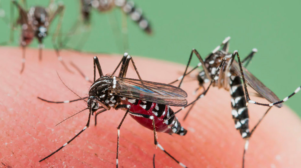 Dengue en Misiones:Murió una mujer con diagnóstico positivo
