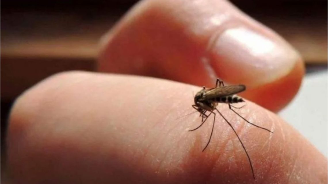 Informe oficial del municipioTres posibles casos de dengue en Chascomús; se esperan los resultados de los análisis