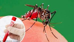 SaludLa Provincia realiza una nueva campaña de prevención del dengue en 29 municipios