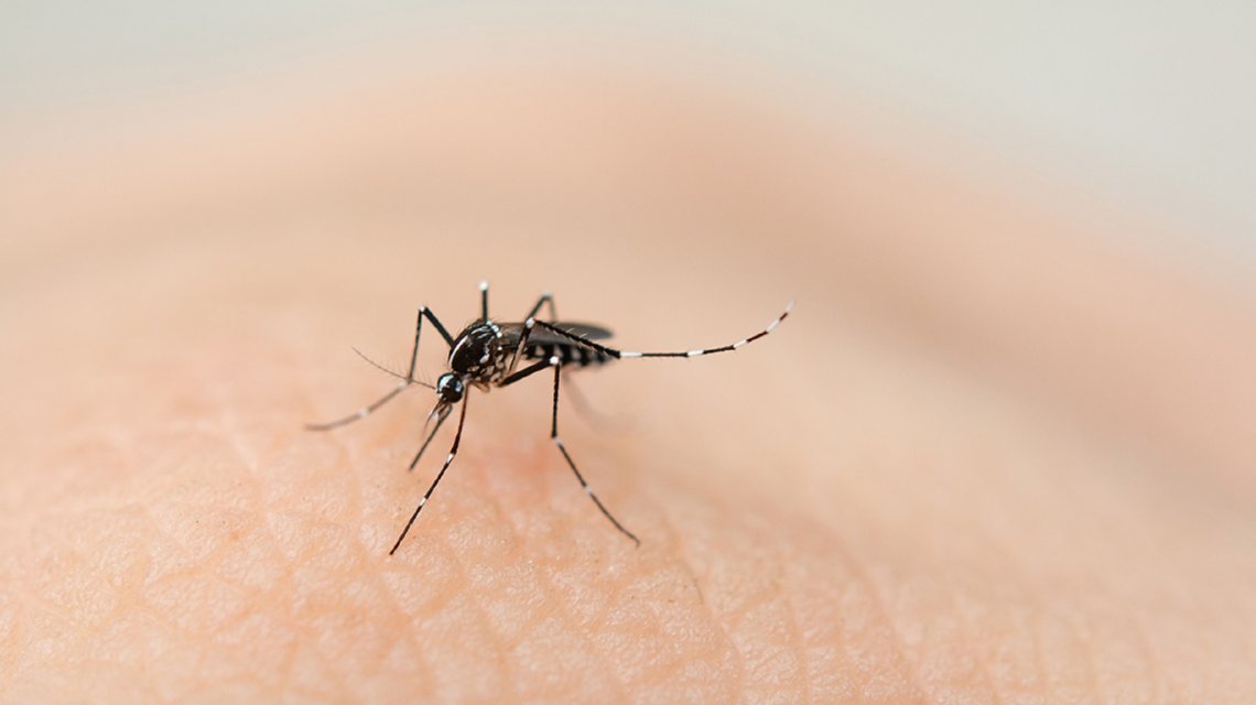 Salta:  Se confirmaron 662 casos de dengue y advierten que ya hay un pico de contagios
