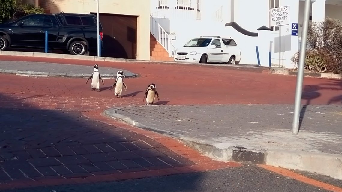 Increíble video:Un grupo de pingüinos se adueñó de las calles de Sudáfrica en plena cuarentena