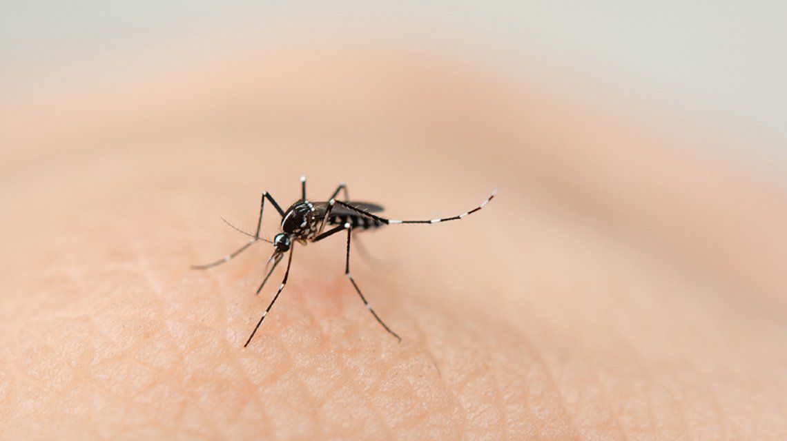 Dengue:En la última semana se detectaron casi 6.000 casos