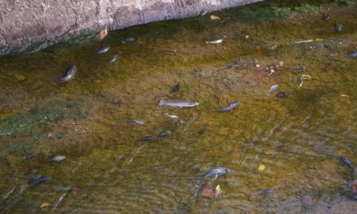 Contaminación del arroyo Vicario:«es una cantidad importante de peces muertos»