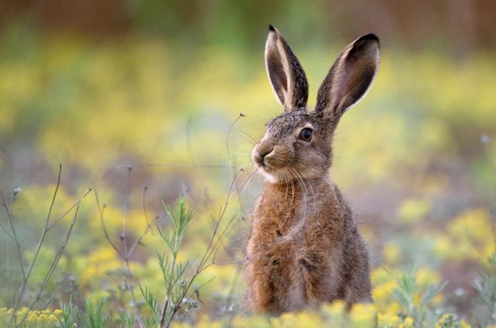Quejas de los proteccionistas de animalesPolémica en Usuahia por la decisión de erradicar los conejos silvestres?