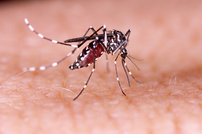 Un equipo de científicos argentinos hicieron un importante descubrimiento sobre el virus del zika
