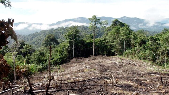 EnergíaChubut avanza con un proyecto para sustituir el uso de gasoil por biomasa forestal