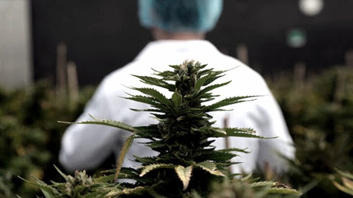 AnuncioJujuy calcula iniciar en septiembre la venta de aceite de cannabis en farmacias