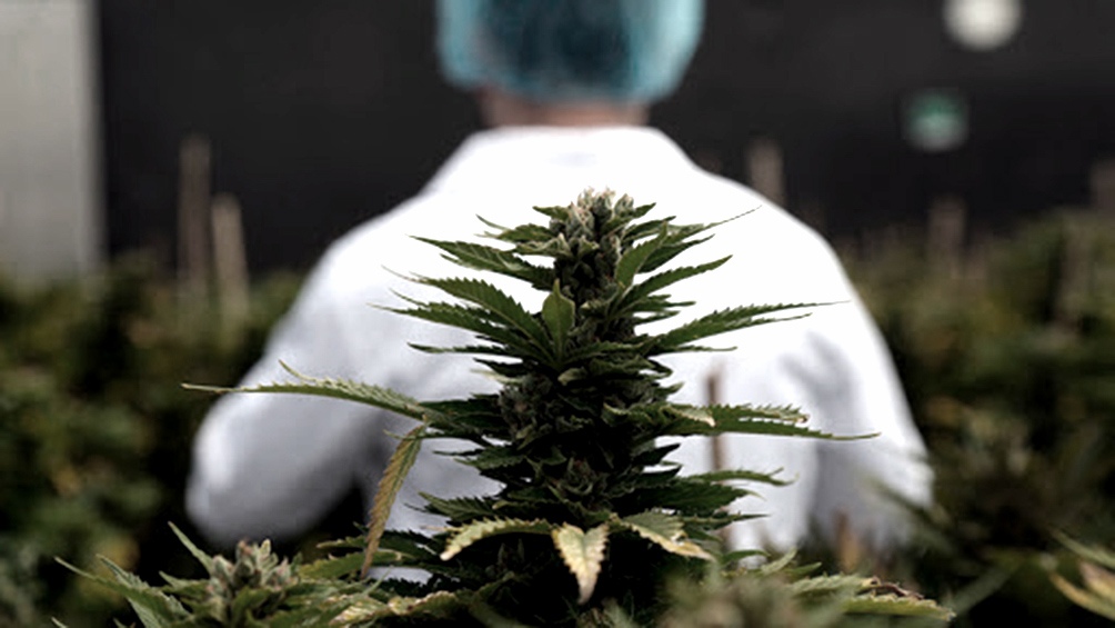 IniciativaArgentina y Brasil acordaron impulsar la producción y comercialización del cannabis