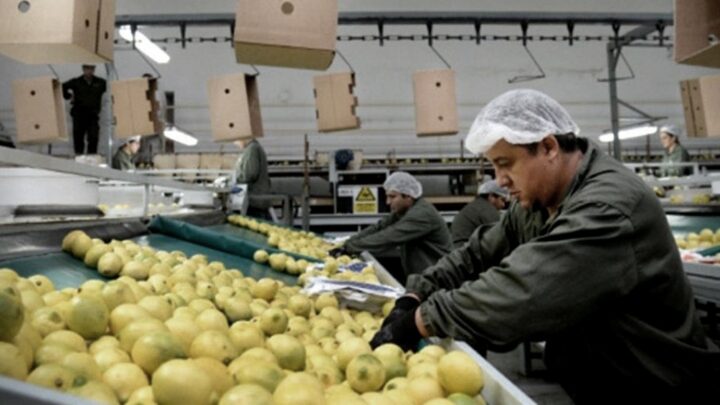 ExportacionesDesde mayo, la Unión Europea reabre su mercado a los frutos cítricos argentinos