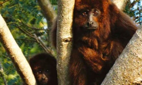Los monos aulladores podrían desaparecer en 30 años según un especialista del ConicetLos monos aulladores podrían se historia en 30 años