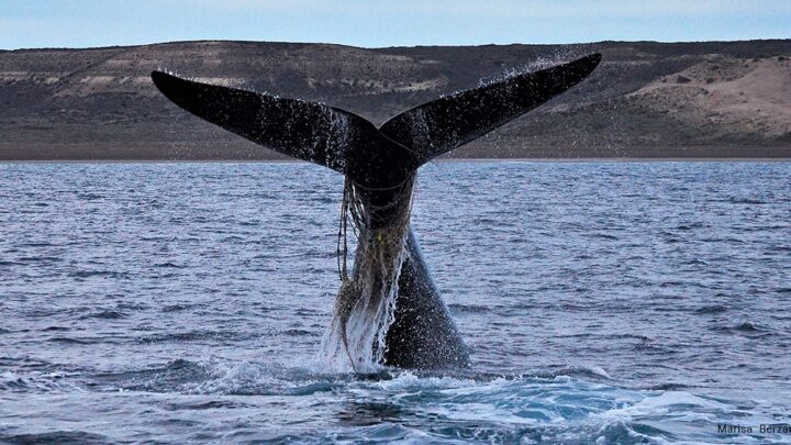 Informe Aumenta el número de ballenas «enmalladas» con redes y sogas por la actividad pesquera