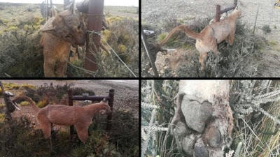 Polémica en ChubutPagan por el exterminio de especies autóctonas como el puma y el zorro