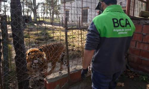 Ambiente rescató un tigre de bengala y una leona tras un allanamiento en Santa FeIncreíble: un tigre y una leona rescatados en Santa Fe