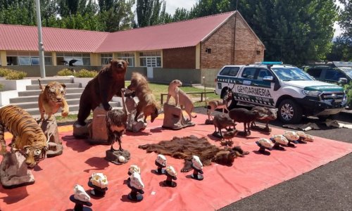 Mendoza: secuestraron 55 animales embalsamados e investigan una red ilegalGran golpe al tráfico de Fauna Silvestre