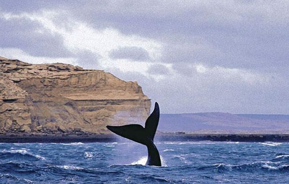 ChubutComenzó la temporada de ballenas en Península Valdés