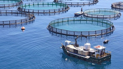 Argentina avanza en un acuerdo con China para desarrollar la acuicultura sustentableLa acuicultura industrial en la mira del gobierno