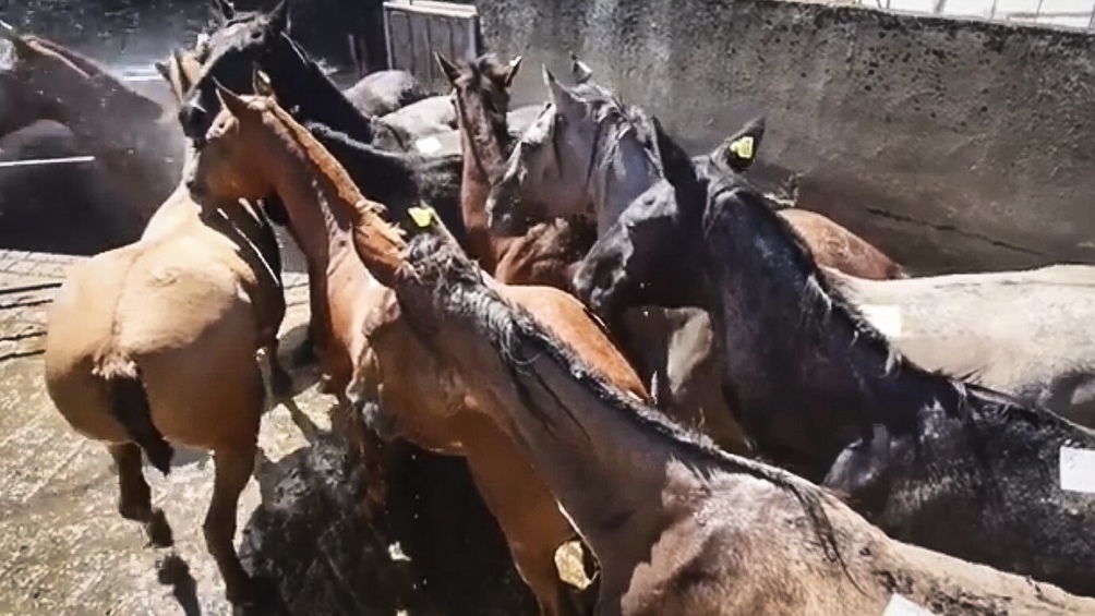 PantallaLlega el premiado documental «Cinco Corazones», sobre el maltrato a caballos en Argentina