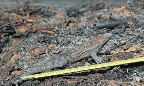 El Delta exhibe los cadáveres que el fuego deja a su pasoRelevan la fauna masacrada por el fuego en las islas