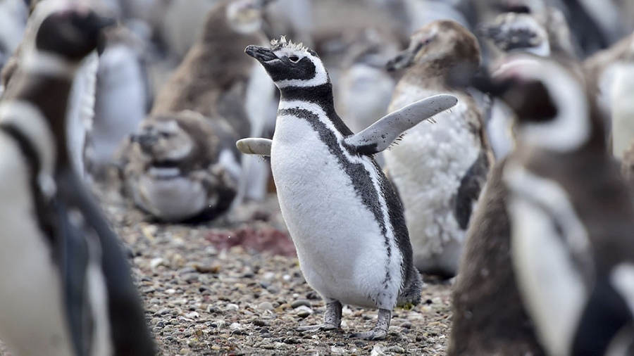 ChubutAllanan un predio lindero a Punta Tombo por una matanza de pingüinos