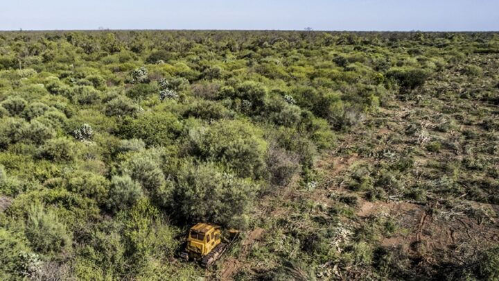 Informe de  GREENPEACEEn 2021 se deforestaron más de 110 mil hectáreas en el norte argentino