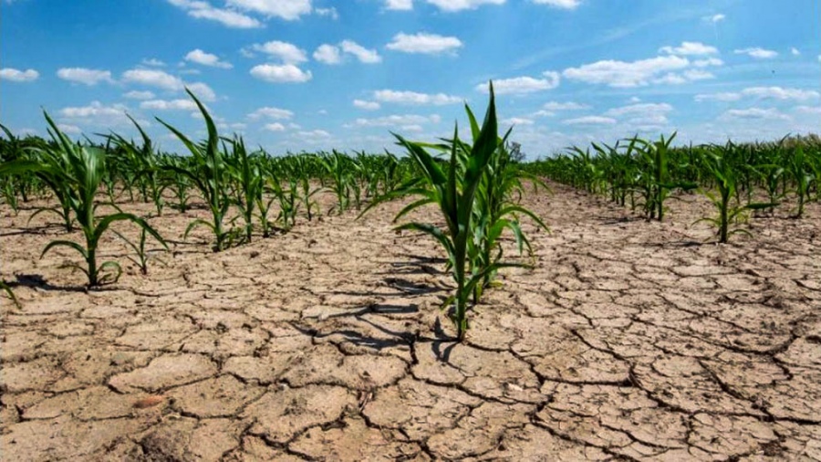 Por las sequías e incendiosDeclararon la emergencia agropecuaria en Buenos Aires y Formosa
