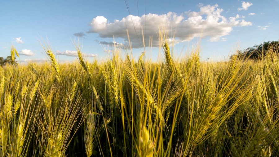 Conflicto Con RusiaUcrania analiza la posibilidad de retomar sus exportaciones de trigo en abril