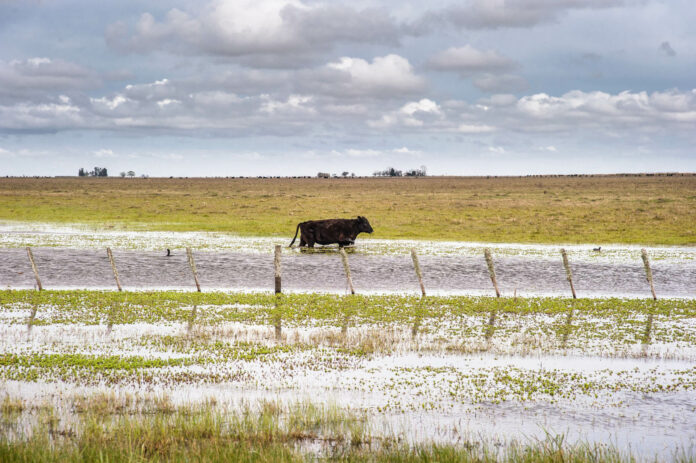 Provincia de Buenos AiresDictan “emergencia agropecuaria” para Villegas y algunas zonas de Hipólito Yrigoyen