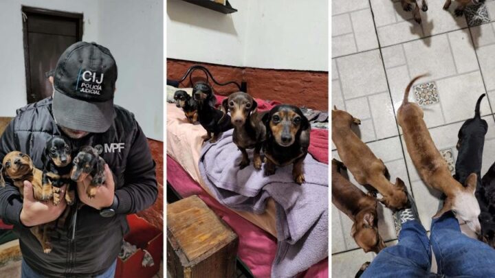 CABAMás de 50 perros fueron rescatados de un criadero ilegal de Caballito