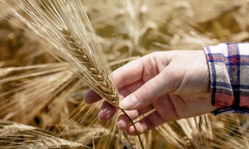 Crece la polémica por el primer trigo transgénico del mundo   El único trigo transgénico del mundo genera polémica