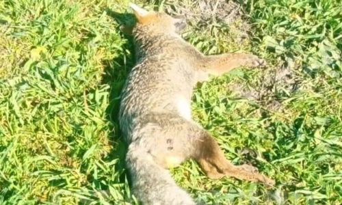 Posible caso de envenenamiento de fauna en Santa FeAparecieron muertos zorros, caranchos y comadrejas y analizan un posible envenenamiento