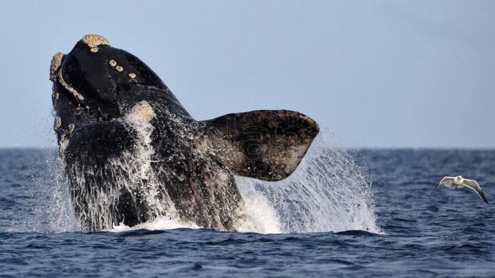 ChubutPiden extremar el cuidado de las ballenas próximas a parir
