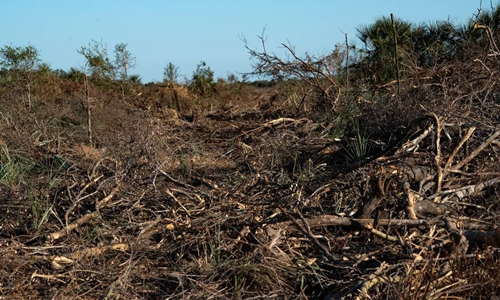 El Gran Chaco concentra casi todos los desmontesTierra arrasada y especies en riesgo: viaje a la zona cero de la deforestación en la Argentina