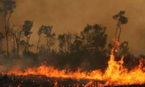 Se plantea en Argentina la figura del “ecocidio”Ambientalistas proponen incorporar el delito de “ecocidio” al Código Penal