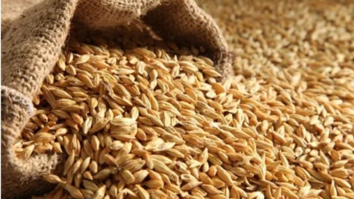NecocheaCompañía cerealera local exportó su primer ciclo de «cebada sustentable» que será utilizada por Heineken