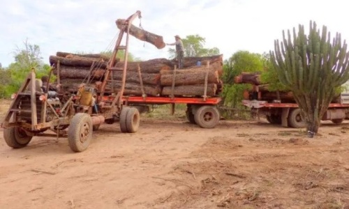 La deforestación en el norte argentinoLa deforestación en el norte del país se convirtió en un ecocidio