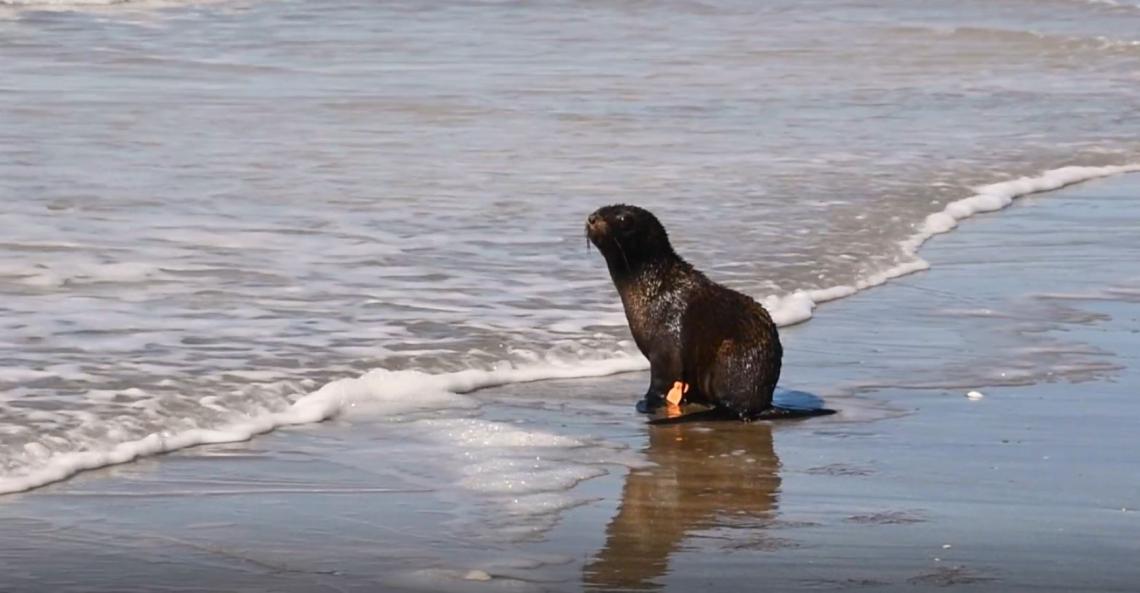 Partido de La Costa:Dos lobos marinos rehabilitados fueron regresados al mar