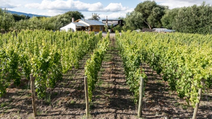 Los viñedos más australes del mundoLos mejores paisajes para descubrir la ruta del vino en Chubut
