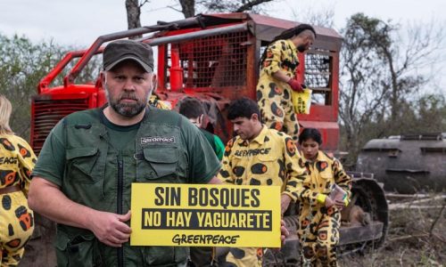 Tuvieron que frenar un desmonte ante inacción estatalDesmonte en Santiago del Estero: Greenpeace frenó cuatro topadoras que arrasaban casi 3000 hectáreas de bosques