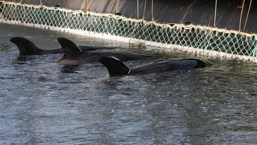  Este martes en el CongresoPresentan un proyecto para prohibir espectáculos de animales marinos en cautiverio