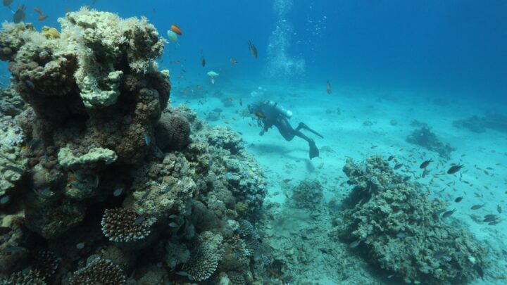 Cambio climáticoLa mitad de los arrecifes puede sufrir condiciones de extinción en 2035