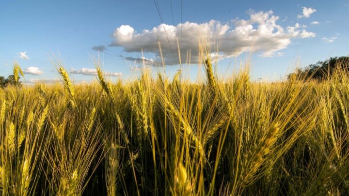 Se necesitan 50 milímetros en octubreLa falta de lluvias complica la producción de trigo en Entre Ríos