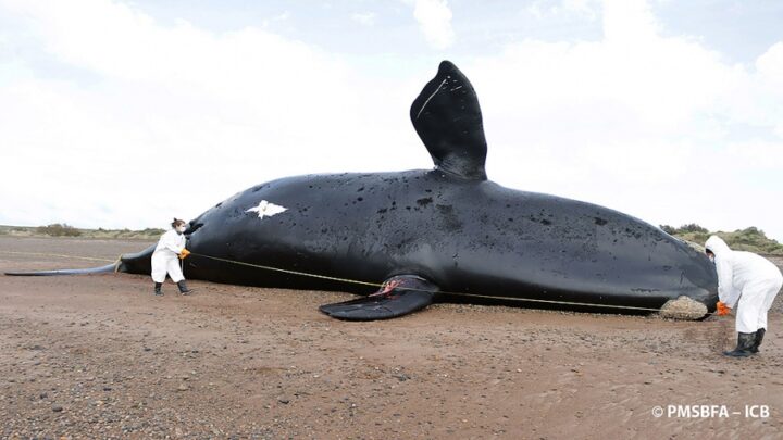 ChubutYa son 30 las ballenas muertas en el Golfo Nuevo