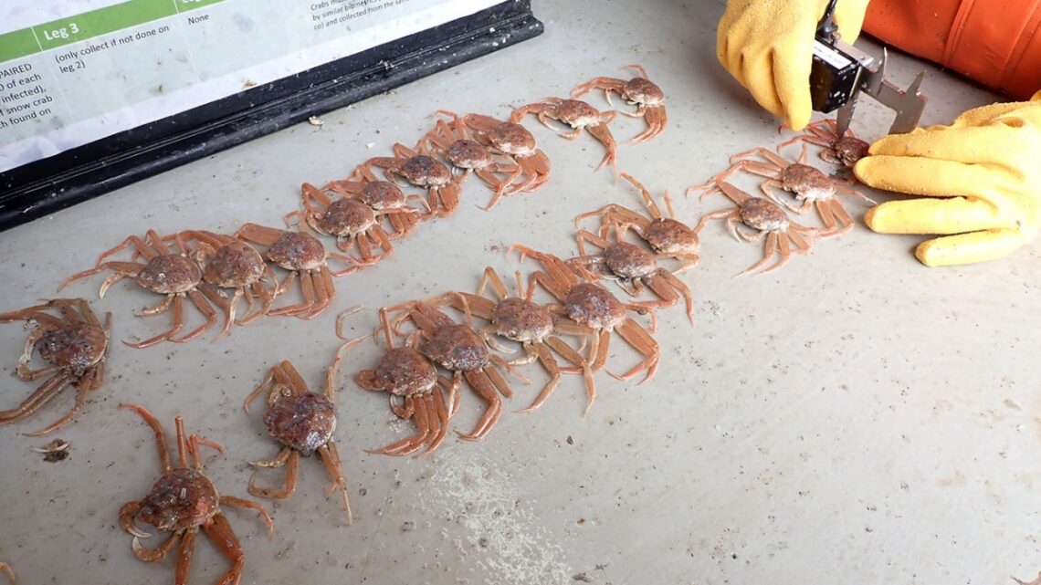 Consecuencia del cambio climáticoLa suba de la temperatura del agua en Alaska provocó la muerte masiva de cangrejos