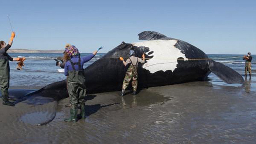 Península ValdésYa son 13 las ballenas muertas en Chubut
