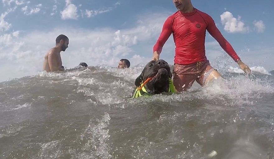 NecocheaTruman: El perro guardavidas que aprende a rescatar bañistas en Necochea